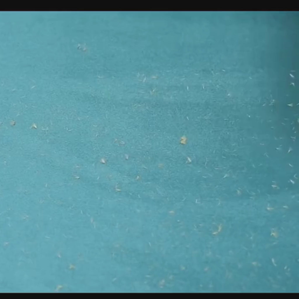 Détail système réservoir auto-nettoyant rouleau anti-poils Poiluxe innovant