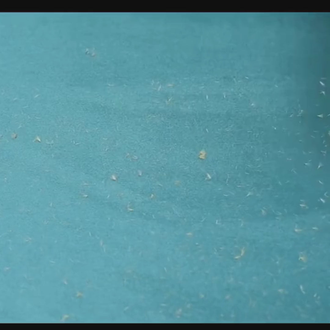 Détail système réservoir auto-nettoyant rouleau anti-poils Poiluxe innovant